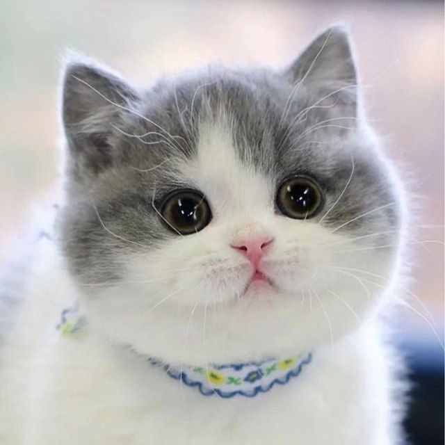lolly_cat_cto's tweet photo. $Lolly the cat is back !!!

cooking hard guys !!!  cto community is safe now out jeet and old dev !!! 

check chart https://t.co/IbVJVL6dUZ

telegram https://t.co/mw7BaAlqV9 https://t.co/60aZIkTJRY