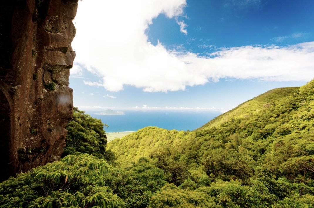 Happy #WorldRainforestDay from #StKitts! Discover the biodiversity of the rainforests which cover almost 25% of the island. Immerse yourself in nature's beauty on guided excursions that showcase our vibrant ecosystem. 💚