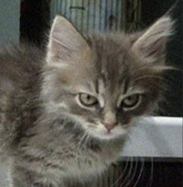 𝗦𝗘𝗔𝗡 𝗗𝗜𝗔𝗭. 🐺 tweet media