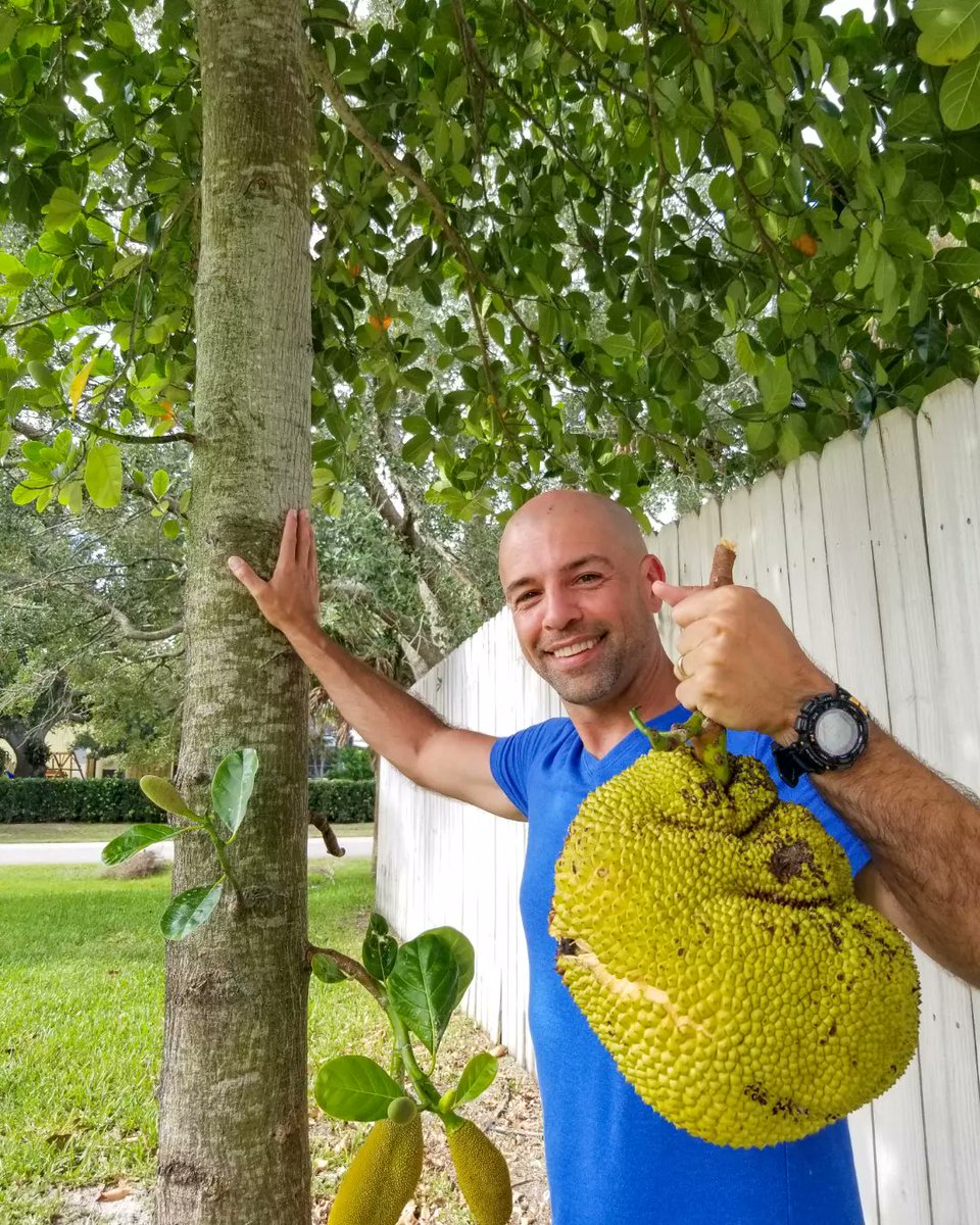 ps_adventures's tweet photo. Ever tried #jackfruit? Ten years ago we tasted jackfruit and loved it so much we bought one and brought it home. It took an hour to cut it up! We planted seeds and grew two beautiful full-size jackfruit trees. After ten years we just picked our first fruit! It was 20 pounds! 😮 https://t.co/MQforPVZFm