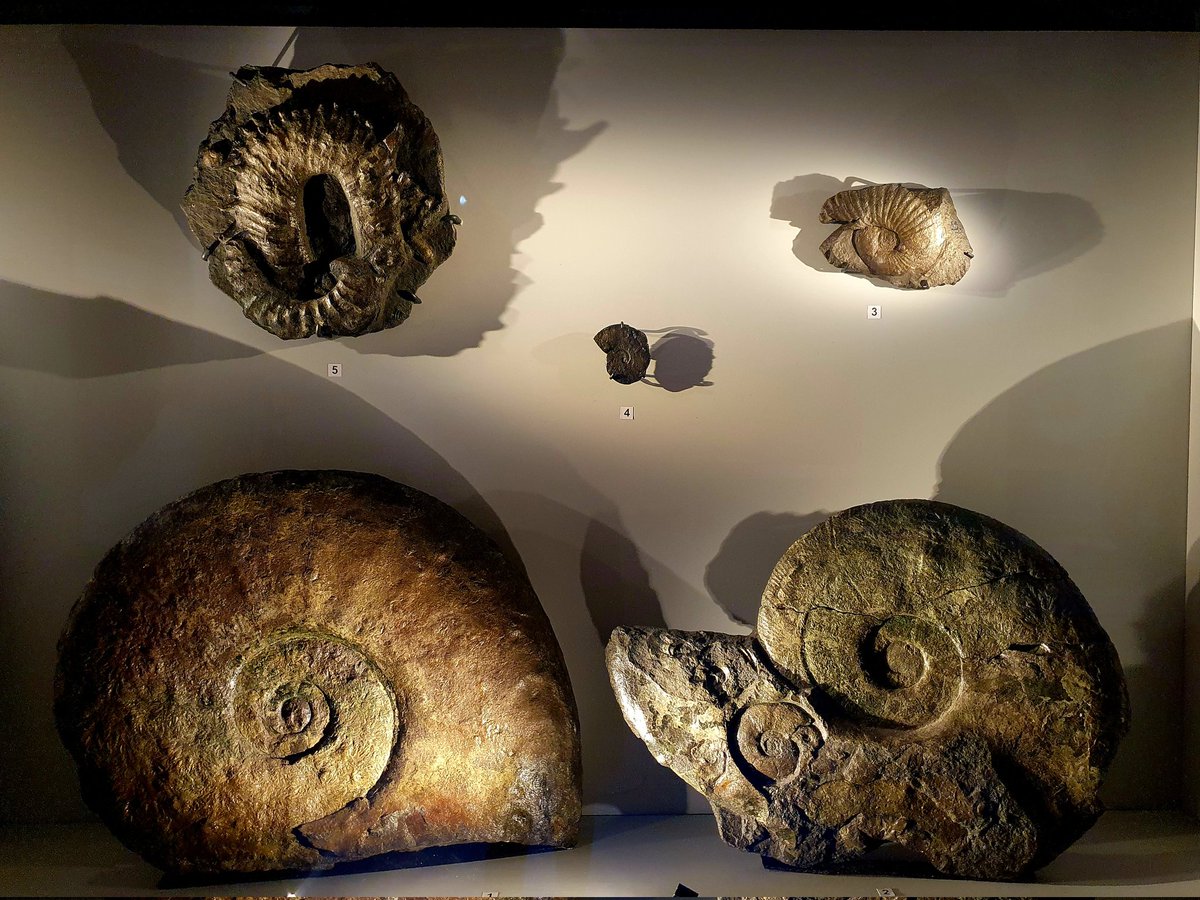 Ingrid Knoll (@ingrid_prof2bio) on Twitter photo Aujourd'hui inauguration au musée de Quinson: fossiles d exception et ateliers pédagogiques pour les 40 ans de la reserve naturelle géologique de Haute-Provence
#culturescientifique <a href="/DAAC_nice/">DAAC-Nice</a> <a href="/regionsud/">region sud</a> <a href="/lcapdeville1/">Béatrice Lecourt-Capdeville</a> <a href="/neretti_ac/">Anne-charlotte Neretti</a> Aujourd'hui inauguration au musée de Quinson: fossiles d exception et ateliers pédagogiques pour les 40 ans de la reserve naturelle géologique de Haute-Provence
#culturescientifique <a href="/DAAC_nice/">DAAC-Nice</a> <a href="/regionsud/">region sud</a> <a href="/lcapdeville1/">Béatrice Lecourt-Capdeville</a> <a href="/neretti_ac/">Anne-charlotte Neretti</a>
