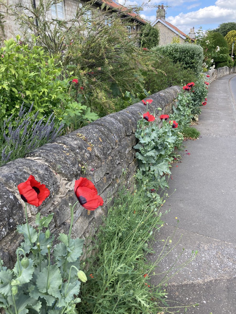 FirbeckPC's tweet photo. The village is in bloom and looking beautiful in the sunshine. #firbeckvillage https://t.co/BOF50b96lH
