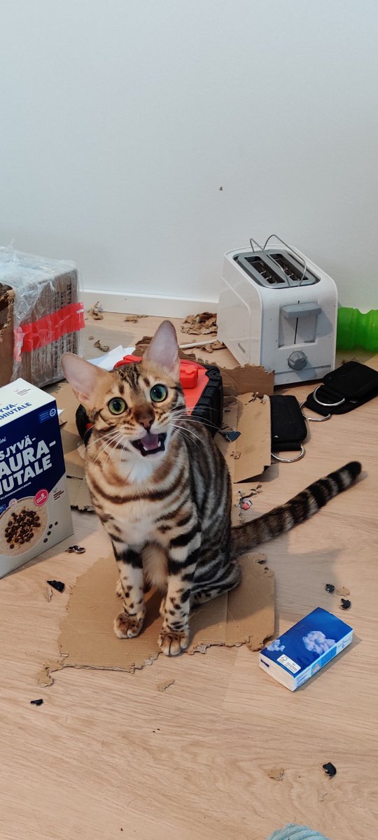 Sauli Rinta-aho (@zumpphs) on Twitter photo 