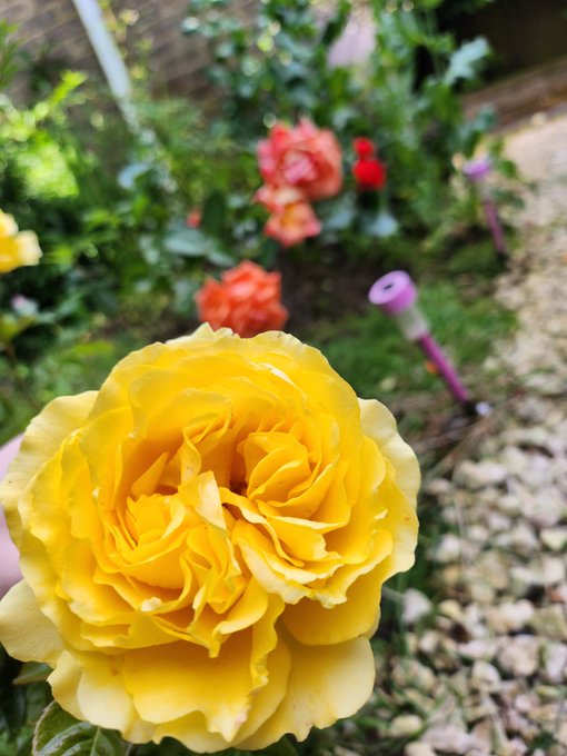 Tending to my ....garden....wanna see my rosebud? 🌹🥀💐 https://t.co/GCrBU2pHHk<a href="/tag/mvsales"class="tags"><span>#mvsales</span></a>