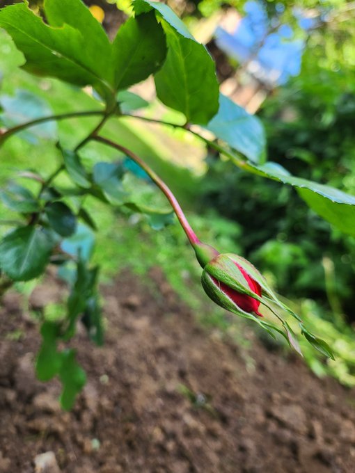 Tending to my ....garden....wanna see my rosebud? 🌹🥀💐 https://t.co/GCrBU2pHHk<a href="/tag/mvsales"class="tags"><span>#mvsales</span></a>