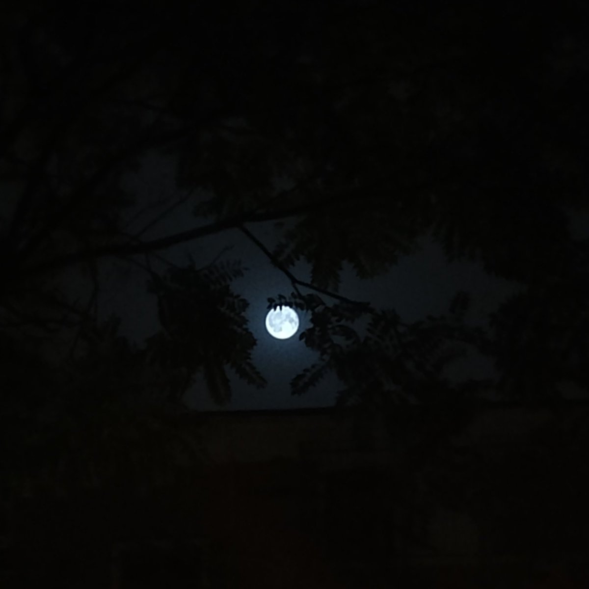 htl0919's tweet photo. 好喜欢看月亮，能在学校看月亮的次数在倒数了，好像不可避免的会伤感，就算我知道我还会在另一个地方开心的看月亮。 https://t.co/uAvHARmFqi
