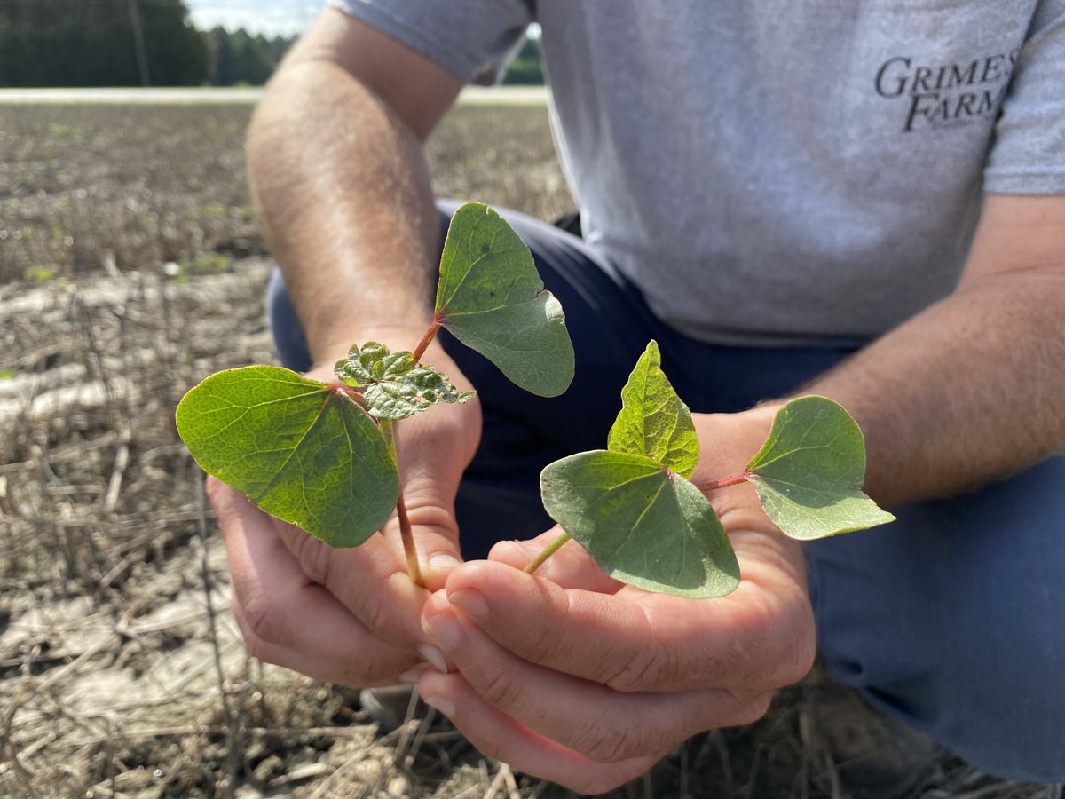 DP 2012 B3XF on the left (with the shriveled leaf) and class of ‘25 candidate 22R9143B3TXF on the right, grown side by side on Grimes Farms in Dunbar, NC, and pulled May 29th. Looks like ThryvOn is making serious strides in thrips control. 💪 

#StrongCotton #Deltapine #ThryvOn