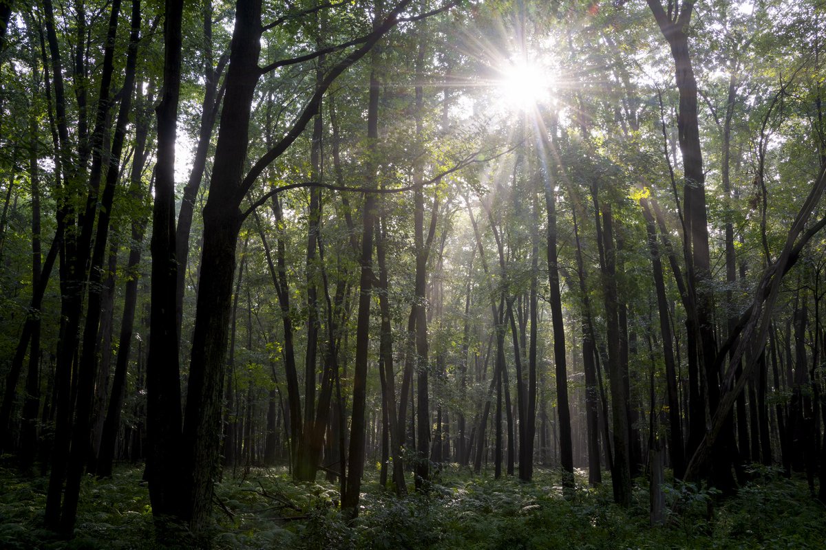 The rising sun of summer bursts through the canopy of a wet woodland in Oak Openings Preserve Metropark, lighting up the haze of humidity hanging above the fern-covered forest floor.
 
Photo by Art Weber, Metroparks Nature Photographer