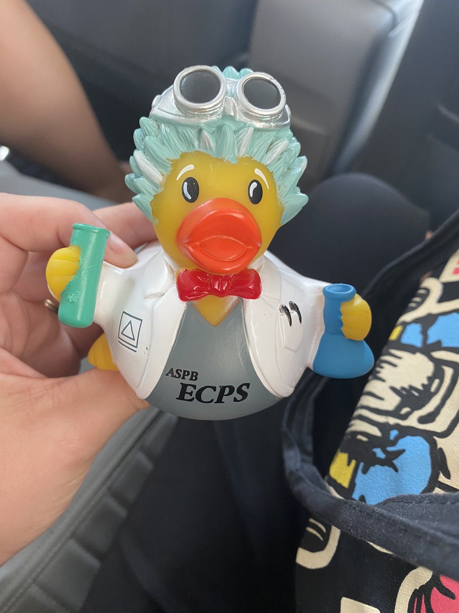 Our <a href="/ASPB_ECPS/">ASPB Early Career Plant Scientists Section</a> mascot Bernard is on his way to the Presidents Symposium! Excited to hear all the talks! 

If you would like your own mascot come find an ECPS representative! 

#ECPSinHI