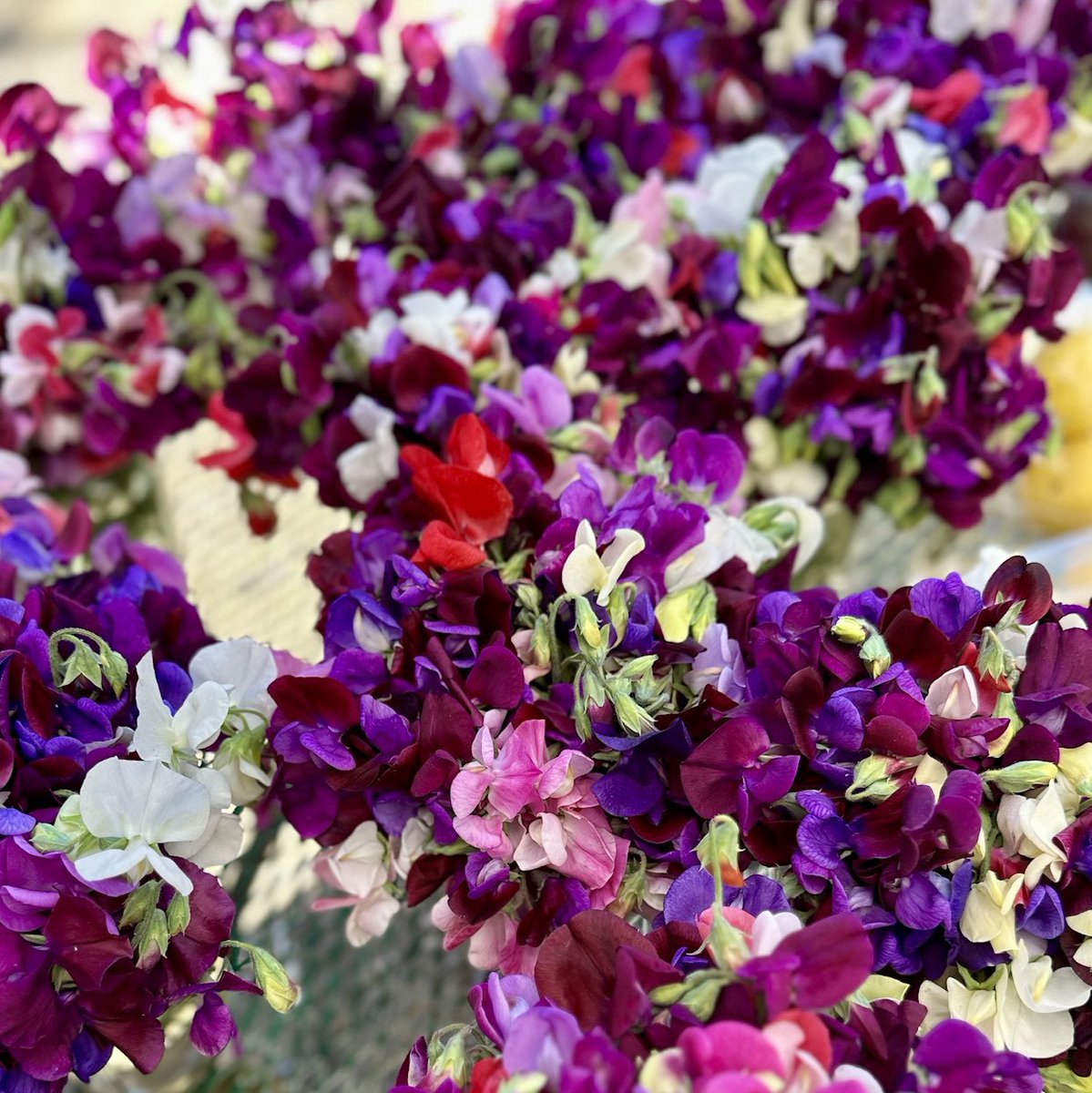 amandafreitag's tweet photo. 🍓🌸 Be sure to stop and smell the flowers (and eat the berries). #summerthings https://t.co/L6Q2dxDO1U