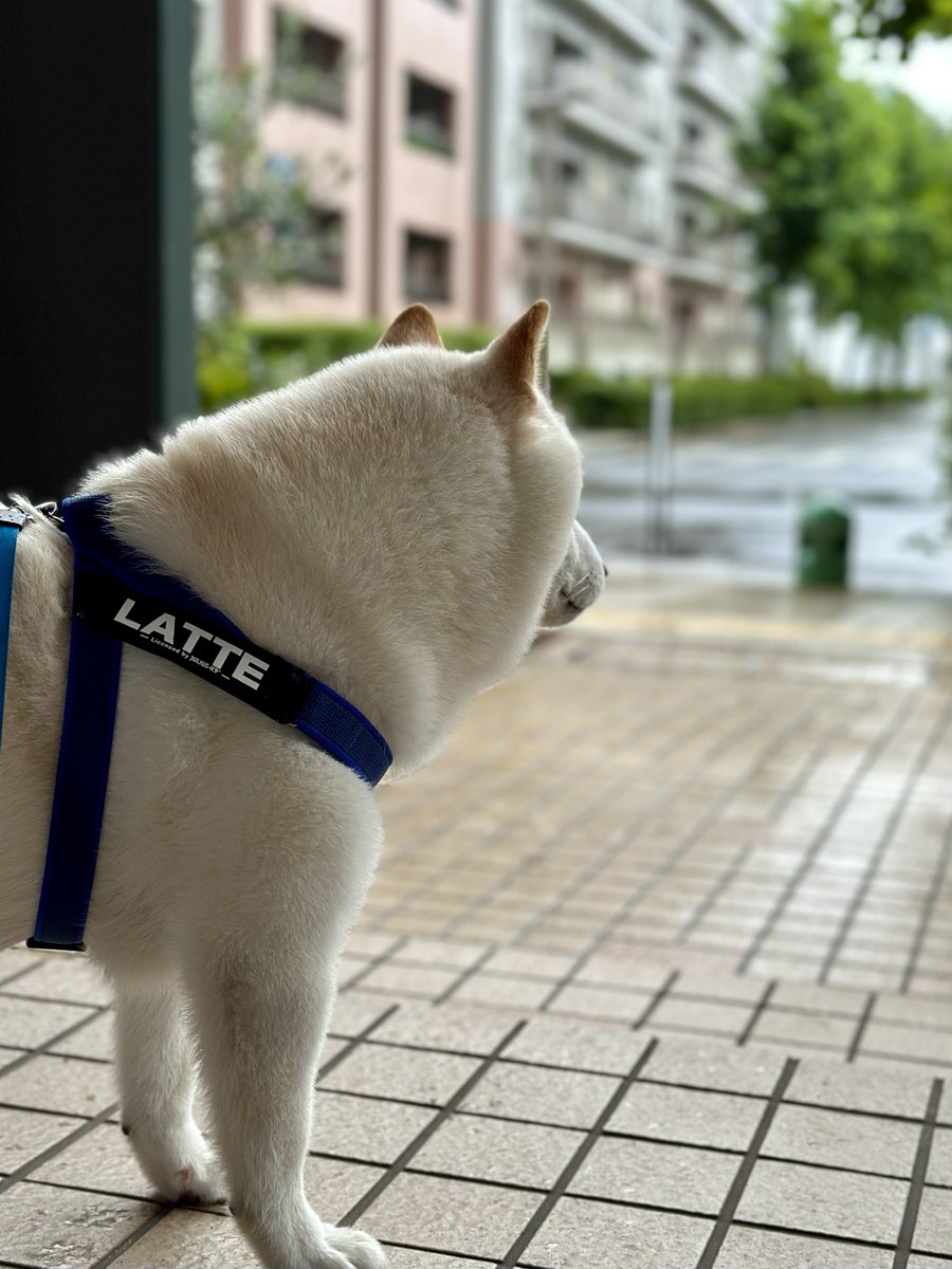 Latte_Shibainu's tweet photo. 今日はお出かけは無理そうなラッちゃん。 https://t.co/fBJFMFojmB