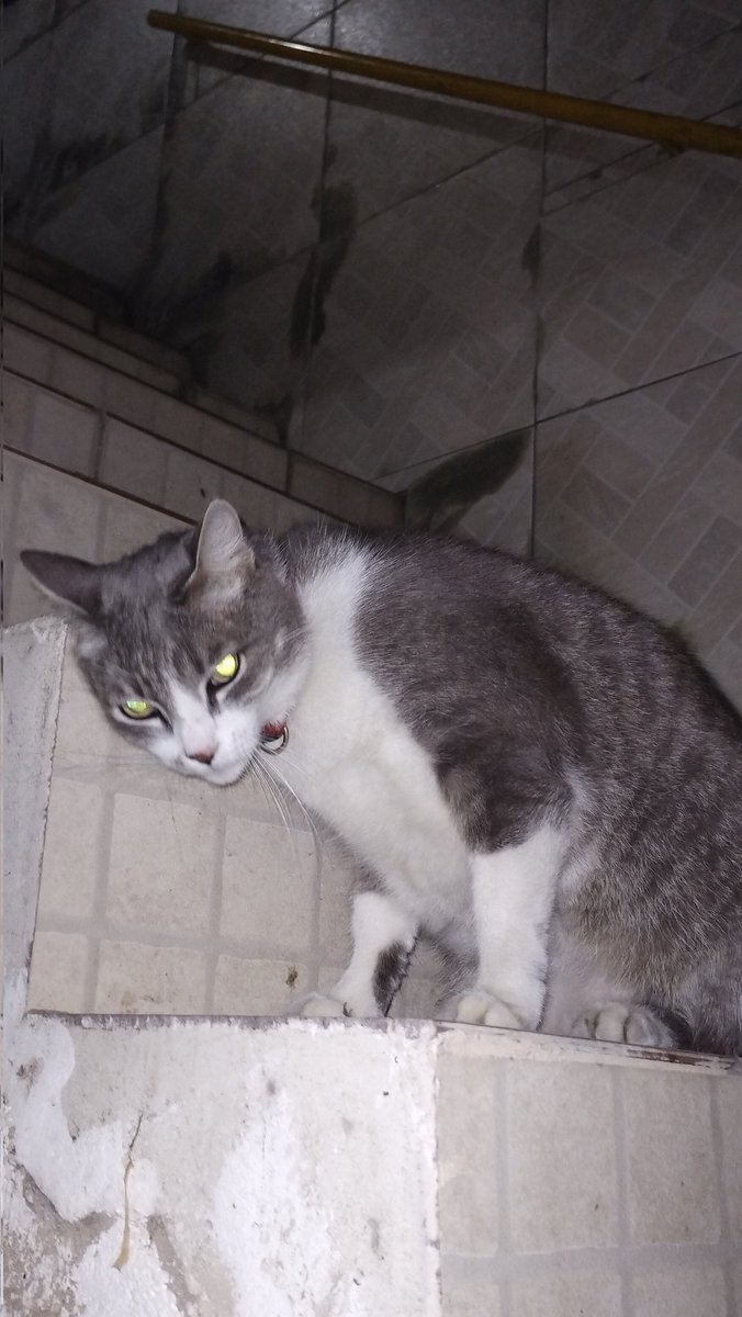 mihllaa_egn's tweet photo. Acho que meu gato me odeia #teamofilho #meodeia #gato https://t.co/PmUaBGQIPL