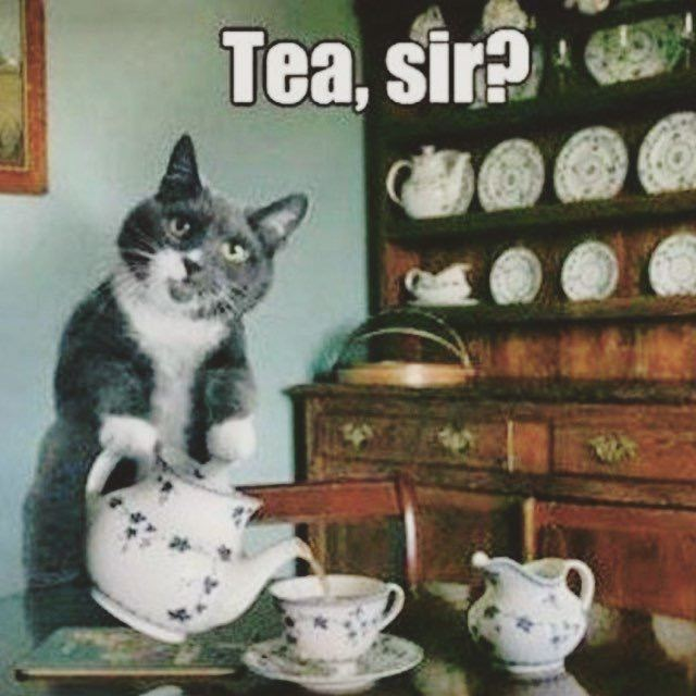 Animal meta back, $GBR introduces TeaCat.