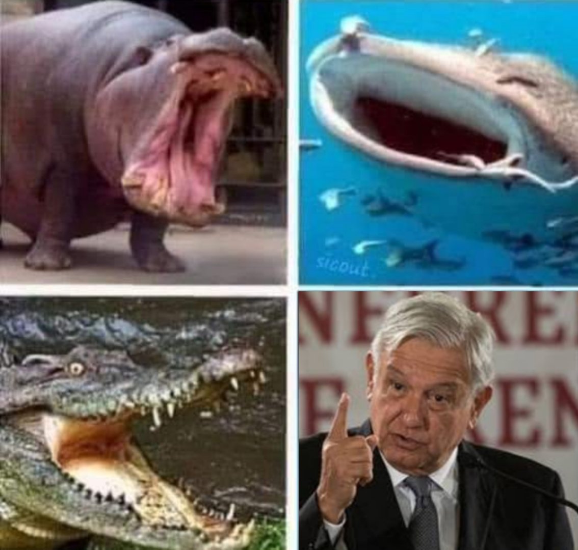 Animales con el hocico más grande.