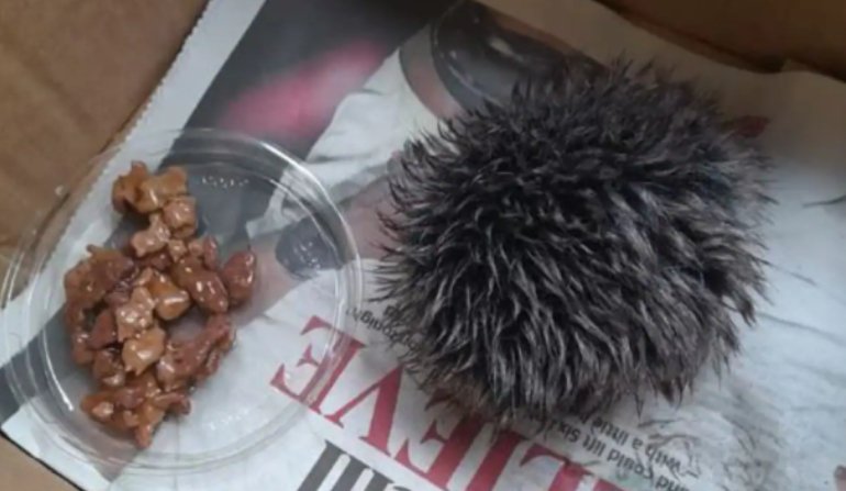 En el episodio 17 de <a href="/InformativoACME/">Informativo ACME</a> hemos comentado la impresionante noticia de una mujer que alimentó a una cría de erizo que se encontró, hasta que el veterinario le dijo que era un pompón de lana, seguramente de un gorro
La imagen es tremenda
go.ivoox.com/rf/129682468