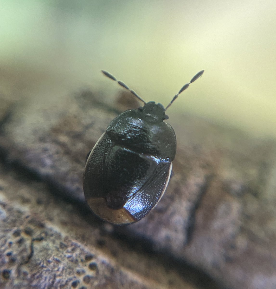 Tom Hibbert (@tomhibbert54) on Twitter photo A lovely surprise in <a href="/RSPBSherwood/">Sherwood Forest</a> today, spotting this Bordered Shieldbug on a fencepost A lovely surprise in <a href="/RSPBSherwood/">Sherwood Forest</a> today, spotting this Bordered Shieldbug on a fencepost