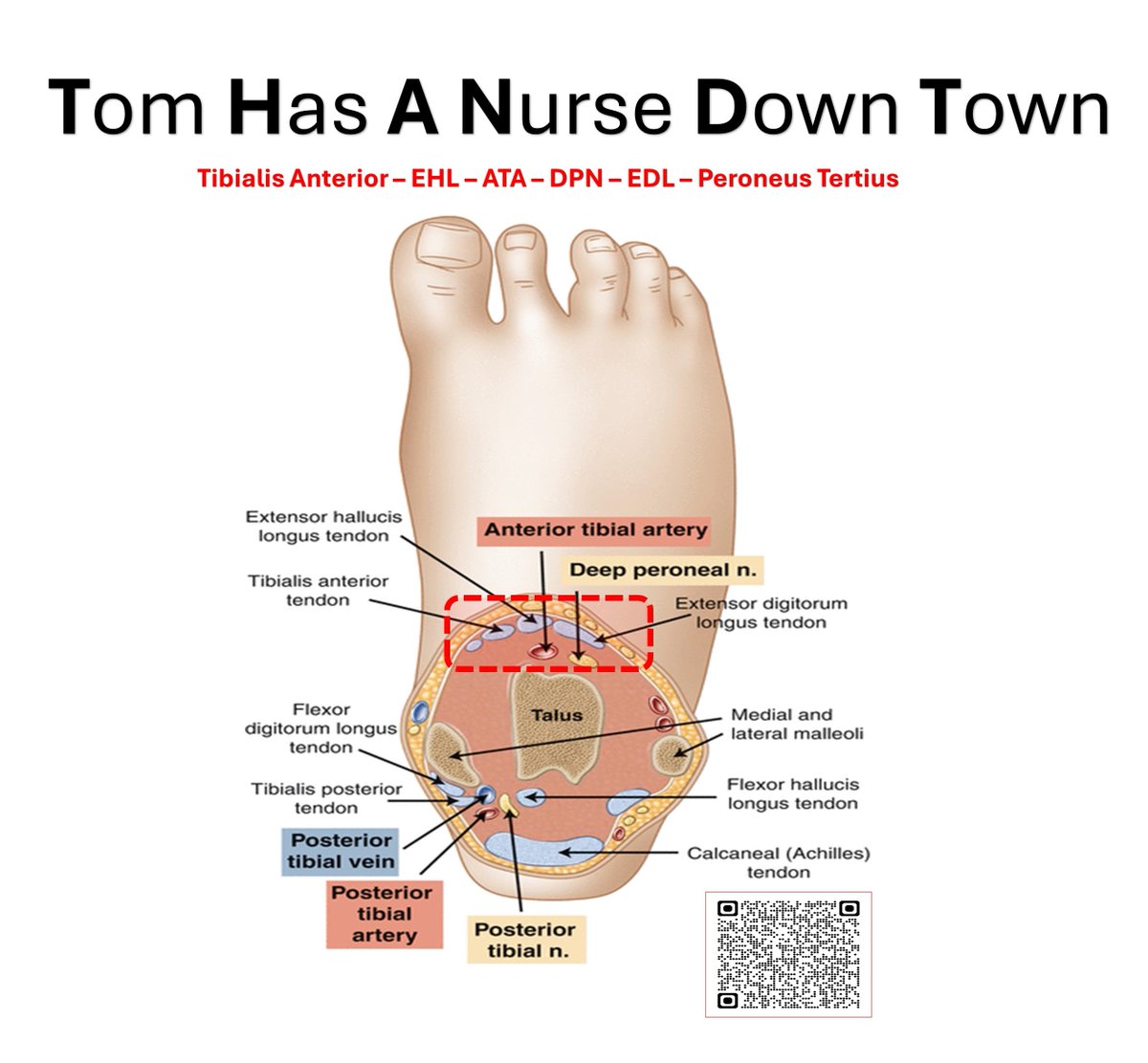KartikBSonawane's tweet photo. “Refining Ankle Blocks: Anatomy and Techniques (Landmark and USG)”

Dive into the comprehensive exploration of Anatomy, USG, and Landmark Techniques. 

Discover the intricacies, tackle complications, and enhance expertise with precision and confidence.

#AnkleBlocks #MedicalEducation #Anatomy 
#USG #LandmarkTechniques #MedicalTechniques #Anesthesia #PainManagement #UGRA 
#RegionalAnesthesia #MedTwitter #EDRA

My 10 Points:

In Article Format  

Plz Click the Following Links-

For online Viewing: 
https://t.co/du30N9rlPm

For PDF Download:
https://t.co/z693pWKBMK