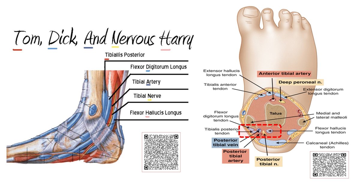 KartikBSonawane's tweet photo. “Refining Ankle Blocks: Anatomy and Techniques (Landmark and USG)”

Dive into the comprehensive exploration of Anatomy, USG, and Landmark Techniques. 

Discover the intricacies, tackle complications, and enhance expertise with precision and confidence.

#AnkleBlocks #MedicalEducation #Anatomy 
#USG #LandmarkTechniques #MedicalTechniques #Anesthesia #PainManagement #UGRA 
#RegionalAnesthesia #MedTwitter #EDRA

My 10 Points:

In Article Format  

Plz Click the Following Links-

For online Viewing: 
https://t.co/du30N9rlPm

For PDF Download:
https://t.co/z693pWKBMK
