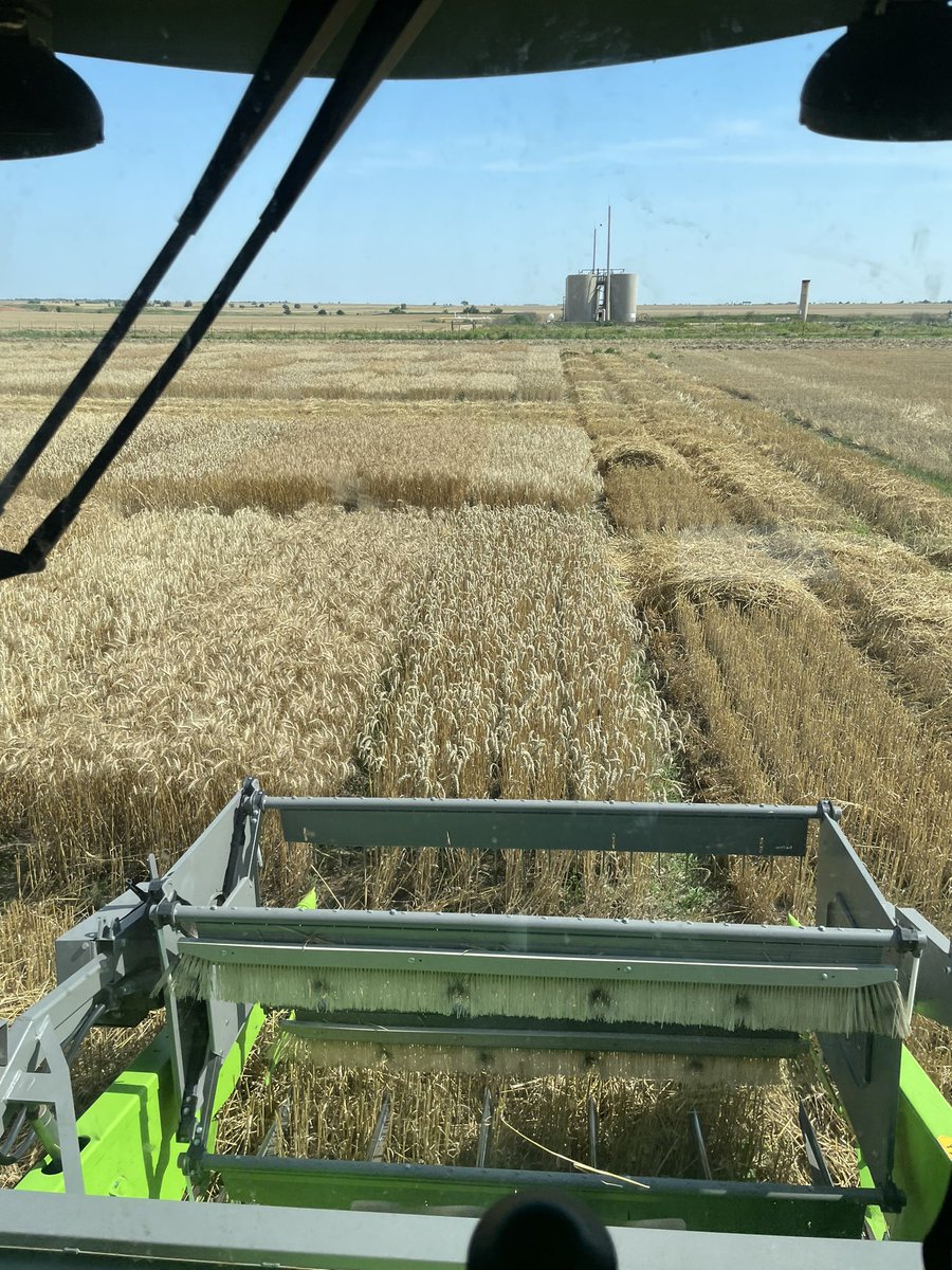 OSU_smallgrains's tweet photo. Harvest is complete for the OSU Wheat Variety Trials. Results for most of the sites are posted at https://t.co/qBNm5bnP9b.
Very interesting to see the differences among varieties in response to intensive management. More results coming next week! 
#WheatHarvest2024 https://t.co/YSKEitfLls