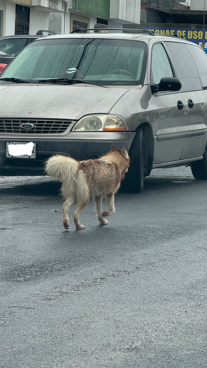 🔴URGE HOGAR TEMPORAL 🔴

Su familia la echo a la calle y como fiel amiga, no se va de “su casa” 

Los vecinos quieren hablar a la perrera! 

Alguien que la resguarde? En lo que la preparamos (esterilizar y vacunas) apoyamos con alimento! 

Husky hembra