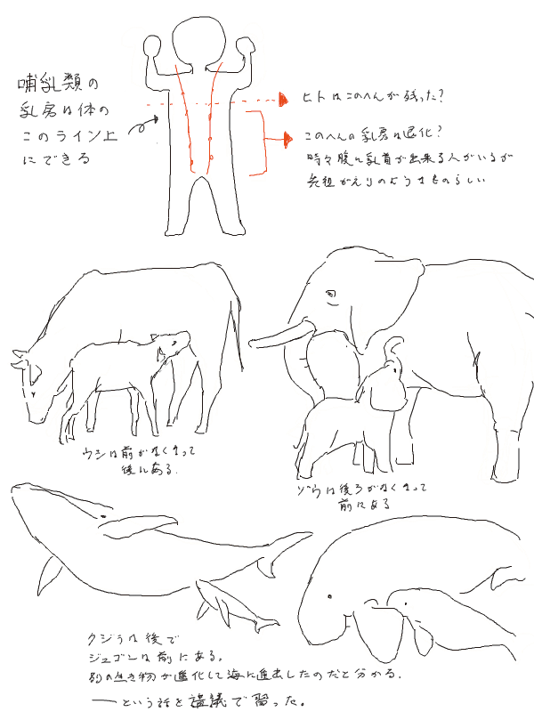 ダンジョン飯の20-21話で、ライオスがイヅツミやミノタウロス♀に興味津々で目隠しされたりしてたけど、私も心の中にしまっておけなかったので過去に描いたのをup