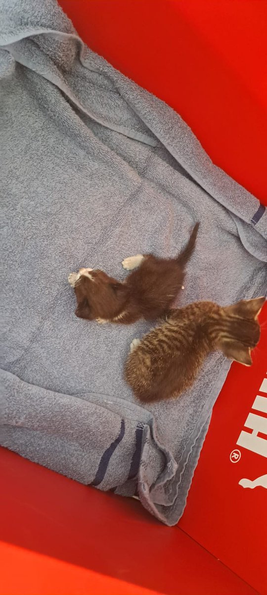 penelope_waldo's tweet image. Lo que nos trajo la LLUVIA .. 2 michis .. 🫶🏻 .. GRACIAS a mi SAMURAI qué vino a resguardarlos a la cochera .. 🫶🏻

#QuéBendicion .. 🙌🏻