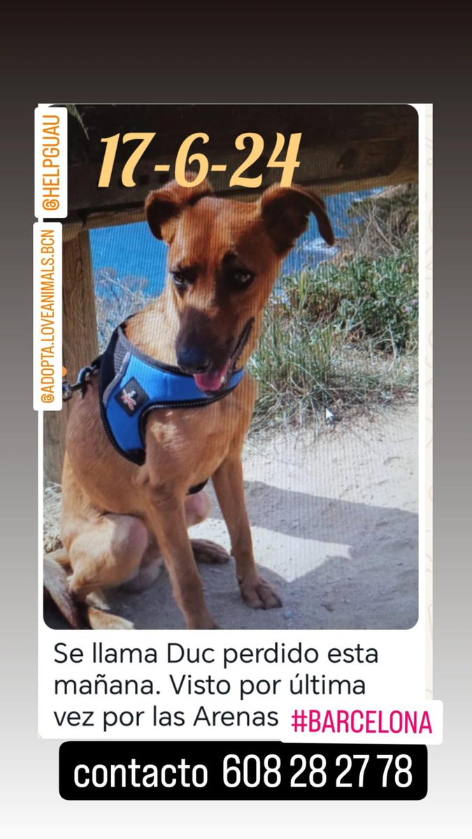 Y por culpa de un petardo a las 07.30 de la mañana este pequeño salió huyendo. Ayudemos difundiendo su foto, su familia está desesperada. Gracias. #barcelona #perroperdido #gosperdut