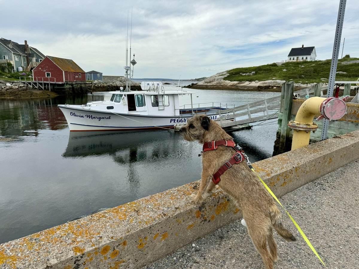 Hubble_BTerrier's tweet image. Today we went for a coastal hike, followed by a boat ride along the shore near scenic Peggy’s Cove and its iconic lighthouse. I was named honorary First Mate! 😃😝#NSTrails #PeggysCove #SaltyDog