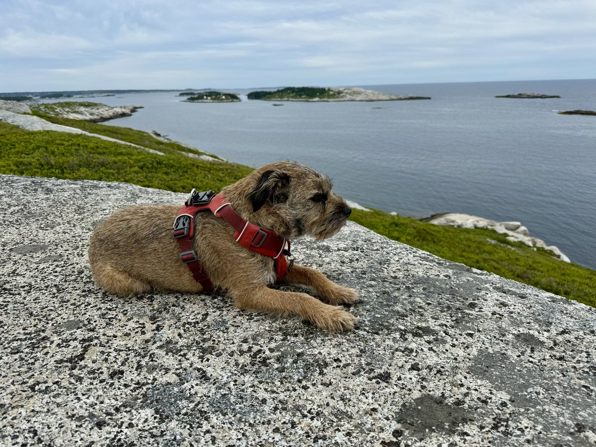 Hubble_BTerrier's tweet image. Today we went for a coastal hike, followed by a boat ride along the shore near scenic Peggy’s Cove and its iconic lighthouse. I was named honorary First Mate! 😃😝#NSTrails #PeggysCove #SaltyDog