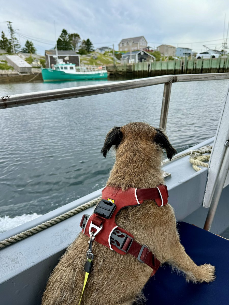 Hubble_BTerrier's tweet image. Today we went for a coastal hike, followed by a boat ride along the shore near scenic Peggy’s Cove and its iconic lighthouse. I was named honorary First Mate! 😃😝#NSTrails #PeggysCove #SaltyDog