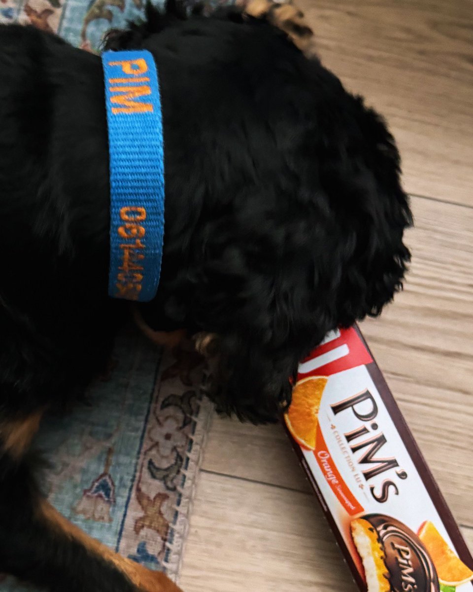 Dit is natuurlijk niet de bedoeling! Maar ik begrijp Pim wel! 🐶😀