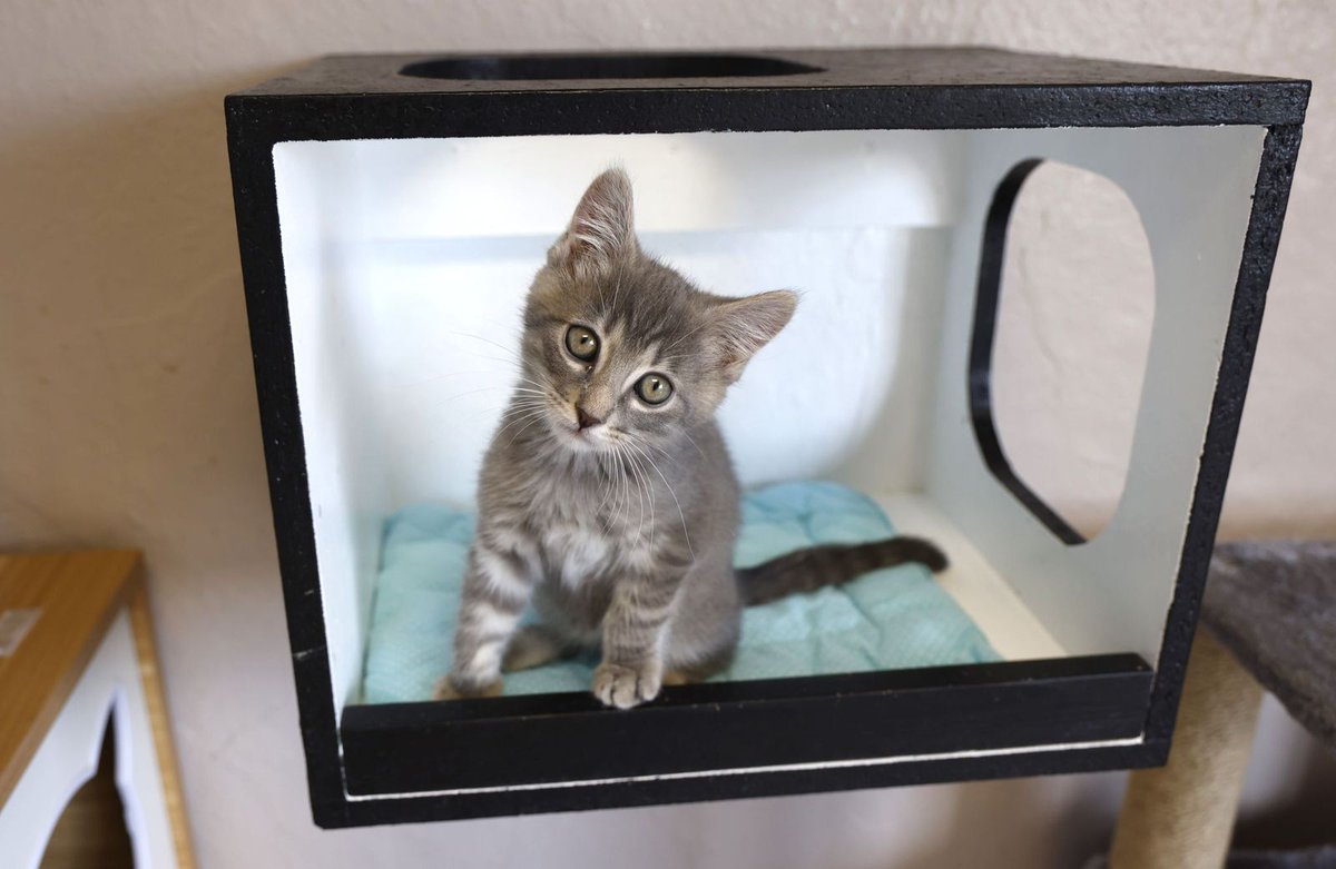FearlessKitty12's tweet photo. Introducing Cosmo Gonzo! This handsome boy became Fearless with his brothers and momma. He is 2 months old and loves to cause mischief with his brothers. Are you ready for some kitten fun? https://t.co/9pbEJaUdEK #CosmoGonzo #FearlessKittens #KittenFun #KittenAdventures https://t.co/lXaWd86PHo