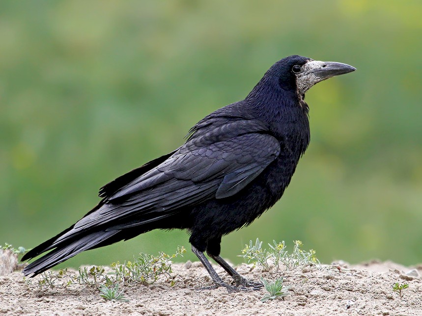 Rooks can fly forwards, backwards and left and right but never diagonally. #animalfacts #nature #rooks #BirdsOfTwitter