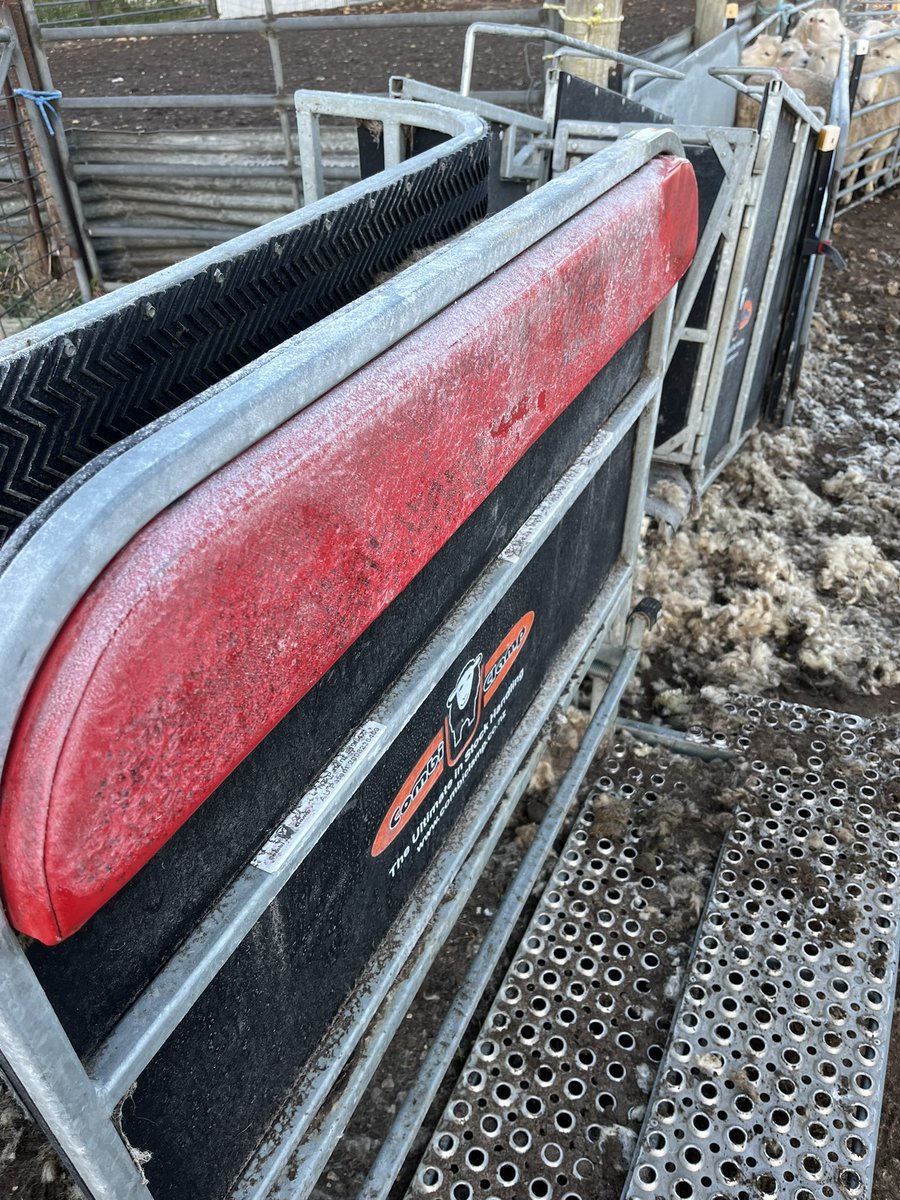 Cold morning crutching the last of the lambs! 🥶🧊