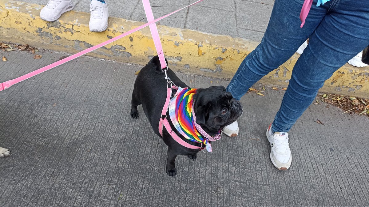 quorum_mx's tweet photo. 🐶🐾🏳️‍🌈🏳️‍🌈Lomito luciendose acompañando la #marcha de orgullo #lgbt+ #Puebla https://t.co/OLfYtleJpi