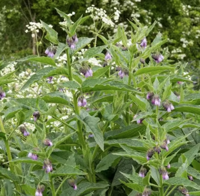 AzureStandard's tweet photo. Are your weeds telling you something? Here's an article from our Azure Life blog with some wisdom on weeds. Can you name this particular plant in the photo and name it's benefits?
READ: 
https://t.co/972Bzo3cFP

#gardening #weeds #healing #soil #azurestandard #farming #homesteading