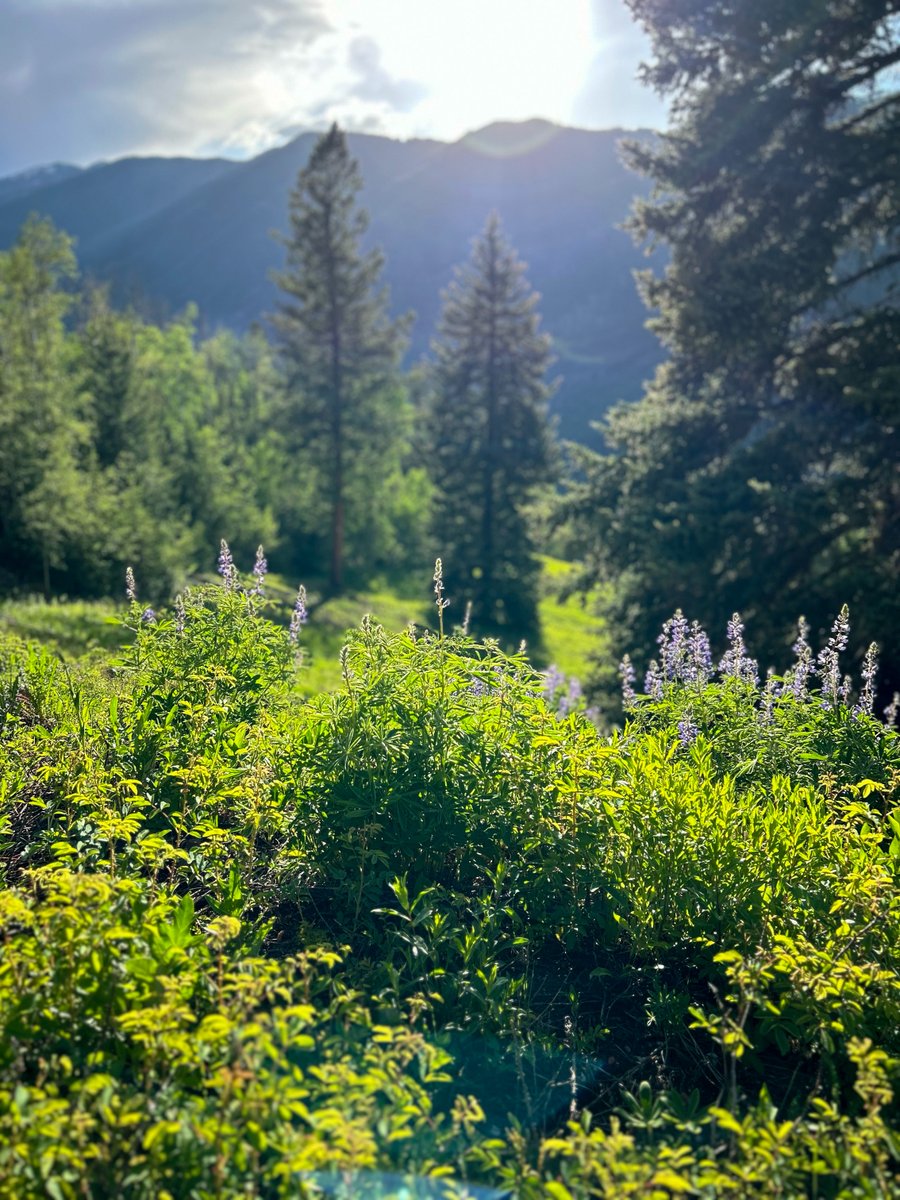 CreateInnoSci's tweet photo. Bluebonnets. Nature's unplanned perfection in the Rockies. https://t.co/wPG7Ji7U3V
