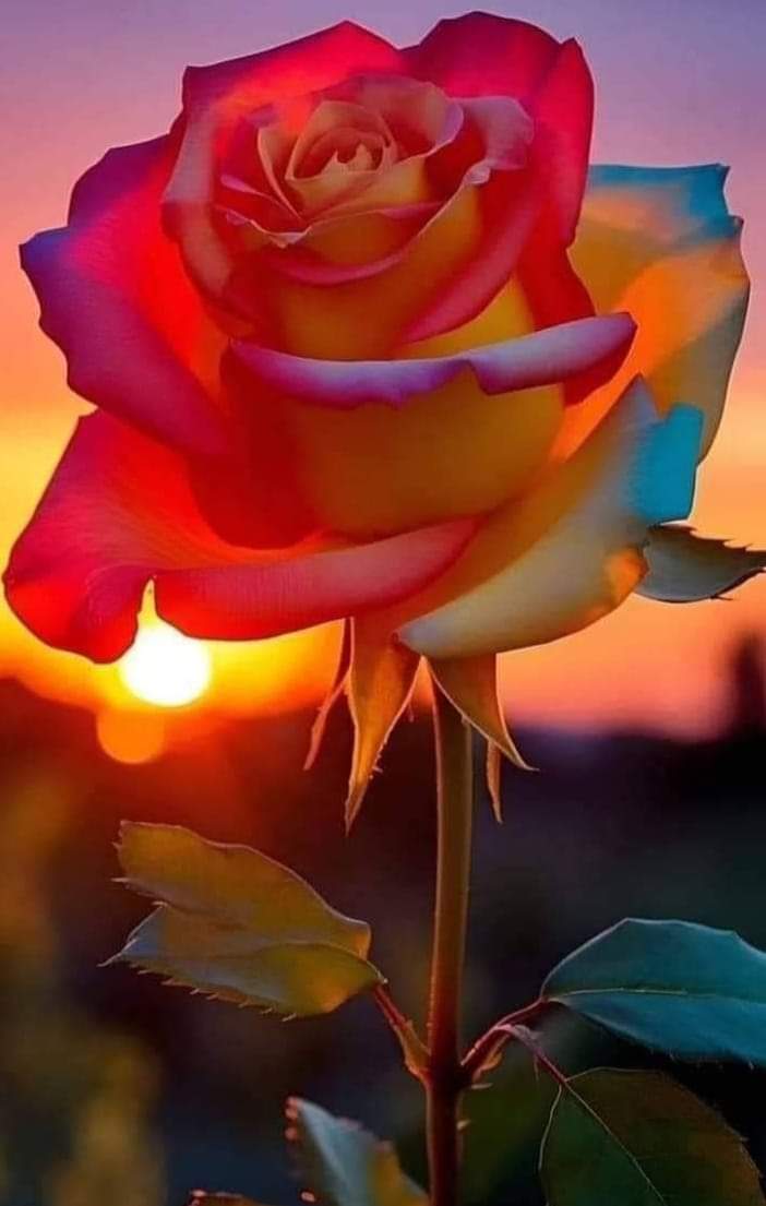 Molotoco2's tweet photo. @Ruth_111_ Hermosa https://t.co/FGJA7szlIN