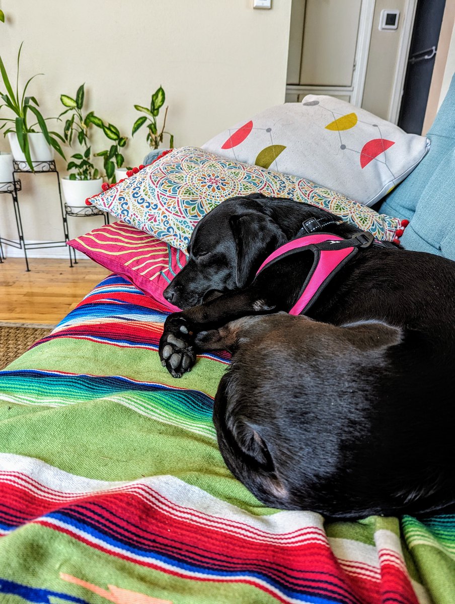 El horario de la siesta tiene que ser, idealmente, después de comer. Y es que, existe un periodo de somnolencia máxima entre las 13:00h y las 16:00h. Sin embargo, es preferible que no pase de las 15:00 horas de la tarde, ya que eso llegaría a influir con el sueño nocturno. #Boise