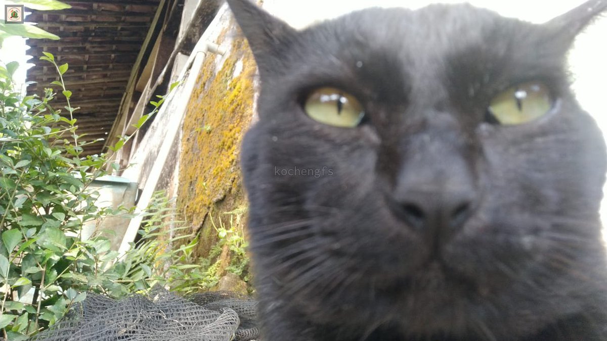 KochengFess v2 tweet media