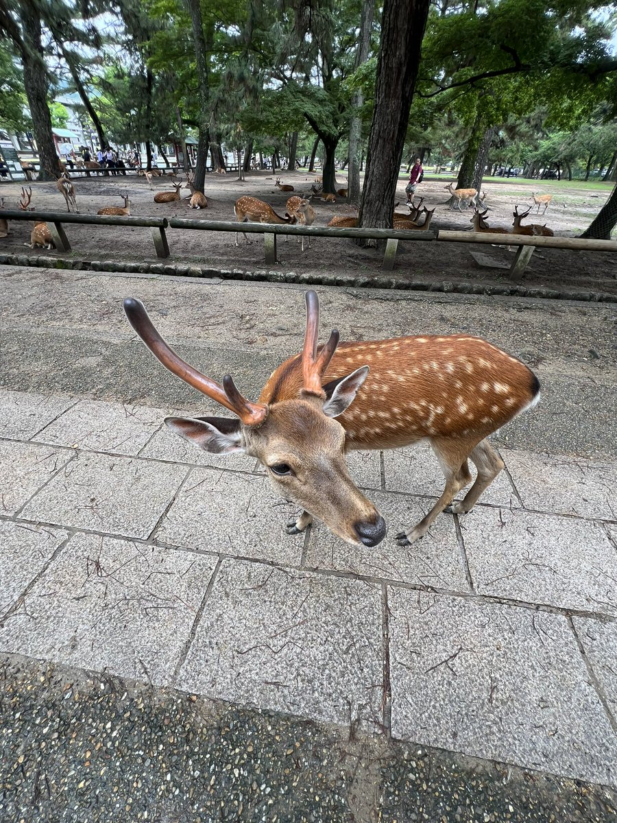 A deer bit a hole(s) in my shirt