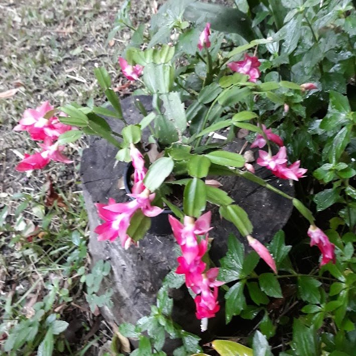 Bob Bruce tweet media