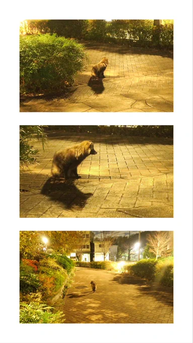 今朝の子、冬ぐらいに同じくエントランスで遭遇したたぬきちゃんだったんだろうか。。
大きさ同じくらいだったけど……もし再会だったなら嬉しいな…💭 