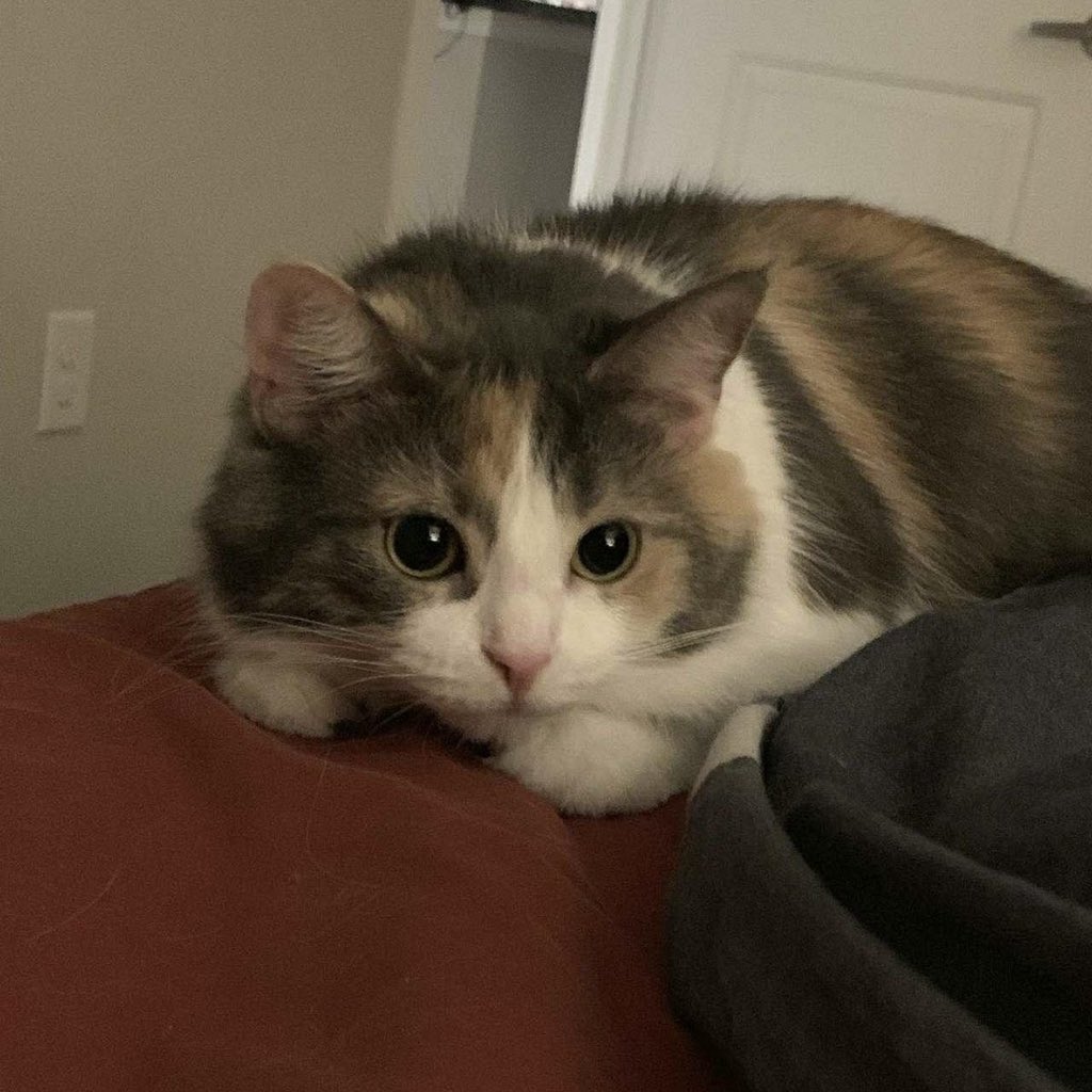 i have a cat now (nik)