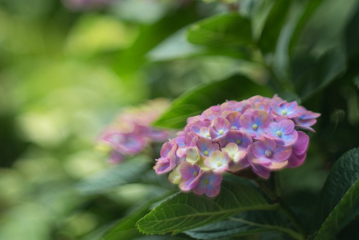 Scribble_Photo's tweet photo. analog personalities
#あじさい #紫陽花 #hydrangea #花 #flower #植物 #plant #カラフル #colourful #横浜 #yokohama #植物園 #botanicgarden #横浜イングリッシュガーデン #イングリッシュガーデン #englishgarden #花スタグラム #透明感のある世界 #物語のある写真を撮りたい #ukphotographer https://t.co/rFoiPyqDFc