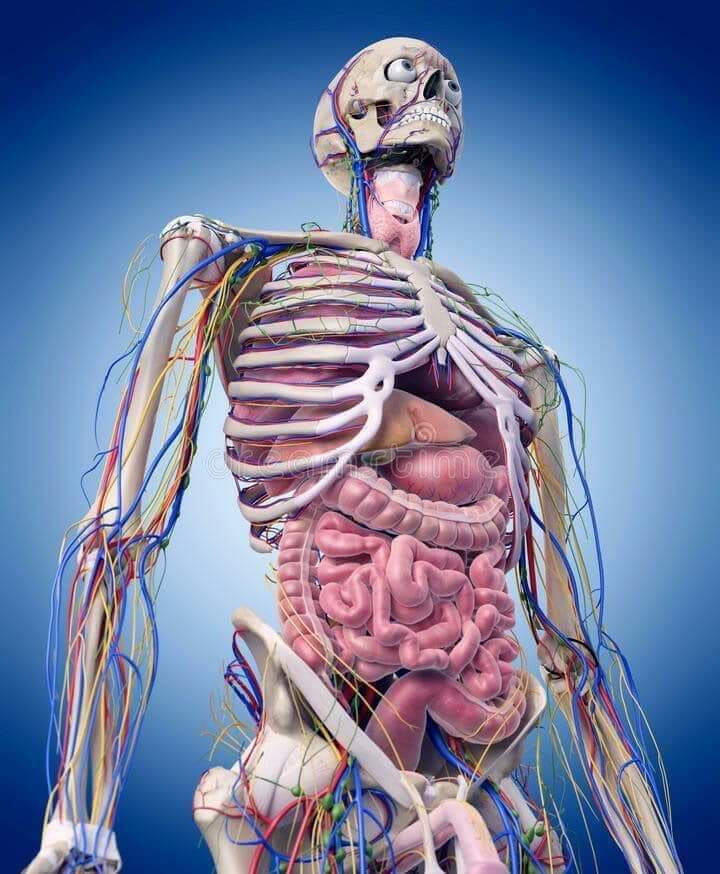 EspeluznanteOrg's tweet photo. DATOS QUE NO DEBEMOS OLVIDAR SOBRE EL CUERPO HUMANO 🖤

1: Número de huesos: 206
2: Número de músculos: 639-650
3: Número de riñones: 2
4: Número de dientes de leche: 20
5: Número de costillas: 24 (12 pares)
6: Número de cámaras del corazón: 4
7: Arteria más grande: Aorta
8: Presión arterial normal: 120/80 mmHg
9: Ph de sangre: 7.35 - 7.45
10: Número de vértebras en la columna vertebral: 33
11: Número de vértebras en el cuello: 7
12: Número de huesos en oído medio: 6
13: Número de huesos en la cara: 14
14: Número de huesos en cráneo: 22
15: Número de huesos en el pecho: 25
16: Número de huesos en brazos: 6
17: Número de músculos en el brazo humano: 72
18: Número de bombas en el corazón: 2
19: Órgano más grande: Piel
20: Glándula más grande: Hígado
21: Célula más grande: Ovocito femenino
22: Célula más pequeña: Espermatozoides masculinos
23: Hueso más pequeño: Estribo (Lenticular)
24: Primer órgano trasplantado: Riñón
25: Longitud media de intestino delgado: 7m
26: Longitud media de intestino grueso: 1.5 m
27: Peso promedio del bebé recién nacido: 3 kg
28: Tasa de pulso en un minuto: 72 veces
29: Temperatura corporal normal: 37 C° (98.4 f°)
30: Volumen promedio de sangre: 4 a 5 LITROS
31: Lapso de vida del glóbulo rojo: 120 días
32: Lapso de vida del glóbulo blanco: desde horas hasta años
33: Periodo de embarazo: 280 días (40 semanas)
34: Número de huesos en el pie humano: 26
35: Número de huesos en cada muñeca: 8
36: Número de huesos en la mano: 27
37: Glándula endocrina más grande: Tiroides
38: Órgano linfático más grande: Bazo
39: Parte más grande del encéfalo: cerebro
40: Hueso más grande y fuerte: Fémur
41: Músculo más pequeño: Stapedius (oído medio)
42: Número de cromosomas: 46 (23 pares)
43: Número de huesos en el bebé recién nacido: 306
44: Viscosidad de sangre: 4.5 a 5.5
45: Grupo de sangre donante universal: O
46: Grupo de sangre destinatario universal: AB
47: Glóbulo blanco más grande: Monocito
48: Glóbulo blanco más pequeño: Linfocitos
49: Aumento de Glóbulos rojos en sangre: Policitemia
50: Banco de sangre en el cuerpo: Bazo
51: La célula de la sangre no nucleada: Glóbulo Rojo
52: Lugar de producción de la sangre: médula ósea Roja
53: Río de la vida: Sangre
54: Nivel normal de colesterol sanguíneo: 100-180 mg/dL
55: Parte fluida de la sangre: Plasma Sanguíneo