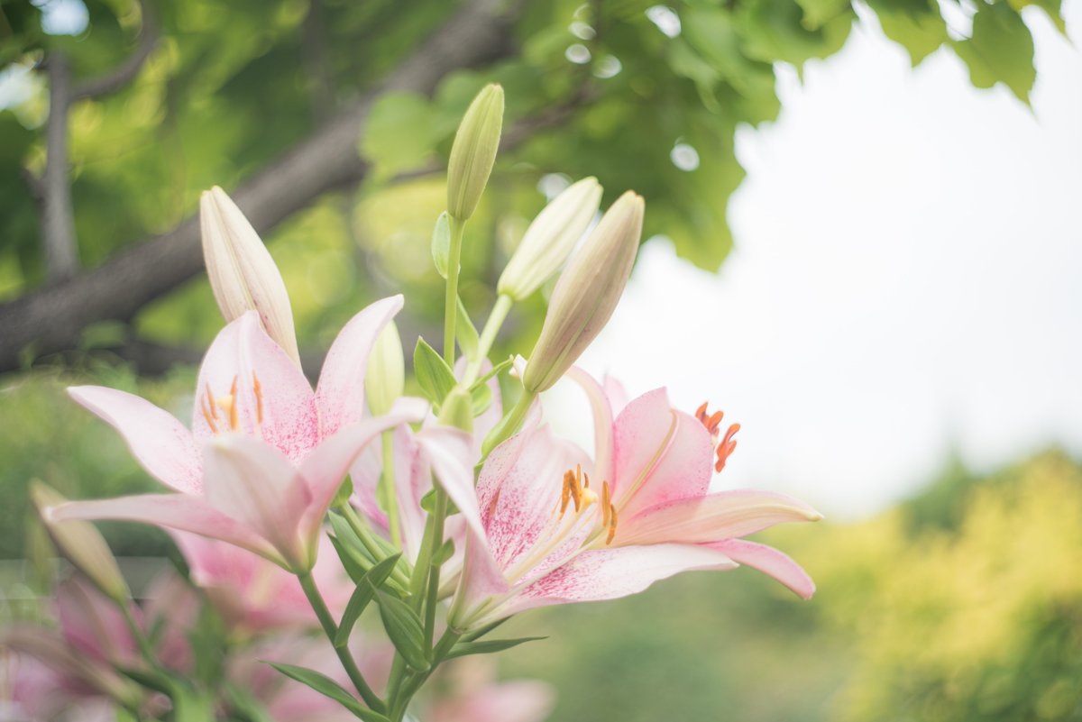 Scribble_Photo's tweet photo. 分岐の先に願うこと
#百合 #lily #カラフル #colourful #花 #flower #植物 #plant #横浜 #yokohama #植物園 #botanicgarden #横浜イングリッシュガーデン #ノスタルジック #透明感のある世界 #写真を止めるな #物語のある写真を撮りたい #キリトリセカイ #写真は心のシャッター #ukphotographer https://t.co/rGLM2HWZjs