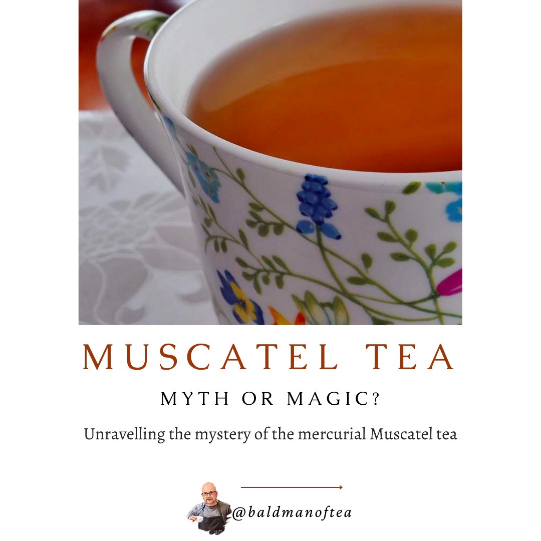 baldmanoftea's tweet photo. (1-10)
Muscatel Tea : Myth of Magic?
Here is unravelling the most mystical tea - the mercurial Muscatel tea from Darjeeling!
#tea #tealovers #teatime #teaforme #darjeelingtea #teaculture
#icetea #icedtea #secondflush #darjeeling #tealover #firstflush https://t.co/RTqh1uT4Zl