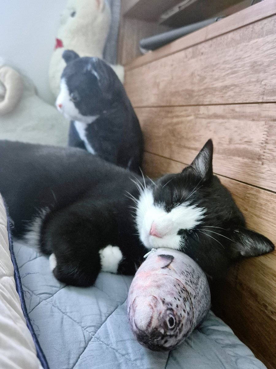 주말엔 모나씨도 고등어베개 베고선 언니 머리맡에서 같이 늦잠자기💤