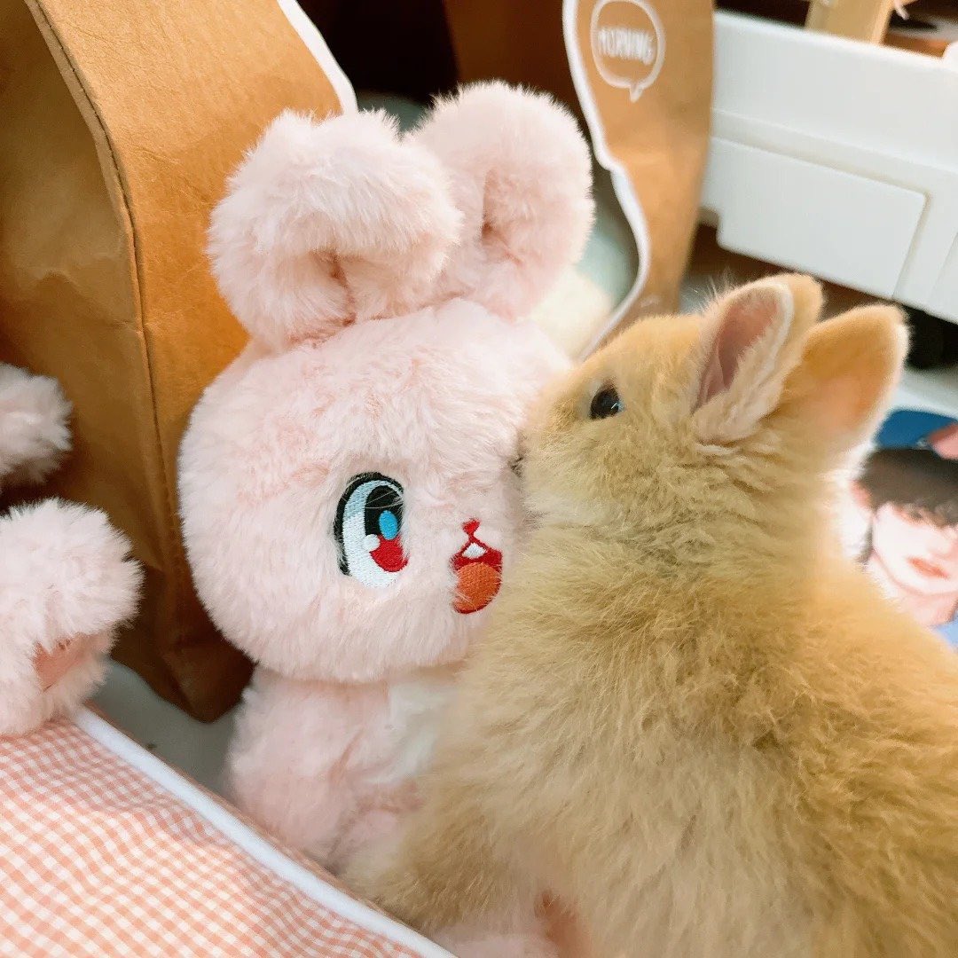 Why you should have a rabbit tweet media